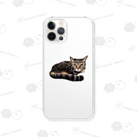 可愛いネコちゃん