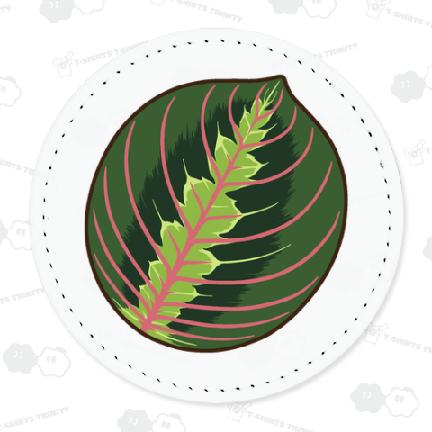 観葉植物(マランタ・レウコネウラ・エリトロネウラ)葉っぱ