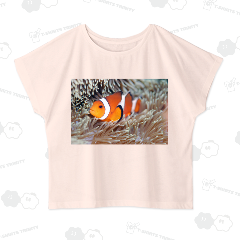 イソギンチャクの中のカクレクマノミ