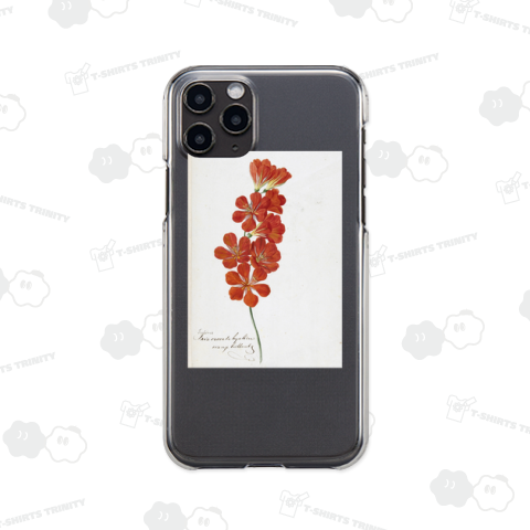 トリトニア・クロカータ / ヘンドリック・シュヴェーグマン 1780年頃