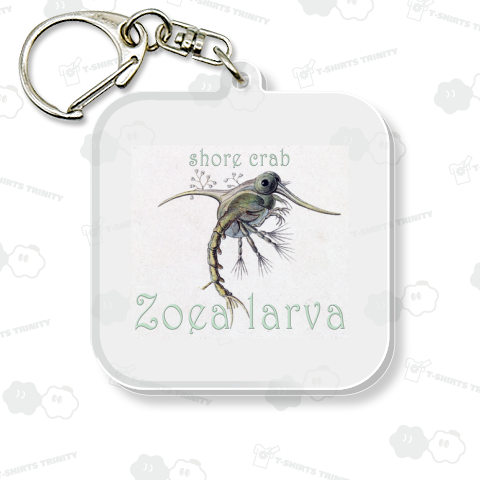 イソガニの幼生