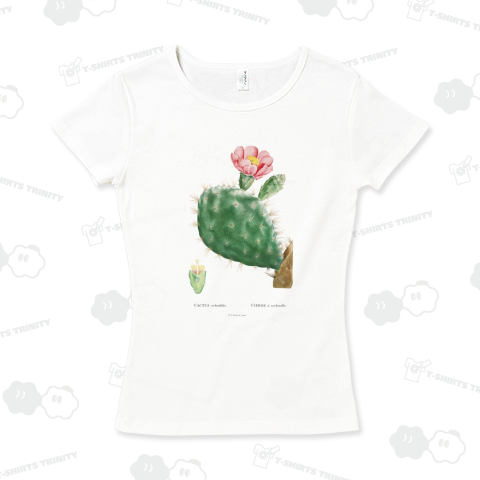 赤い花の咲くウチワサボテン ボタニカルアート