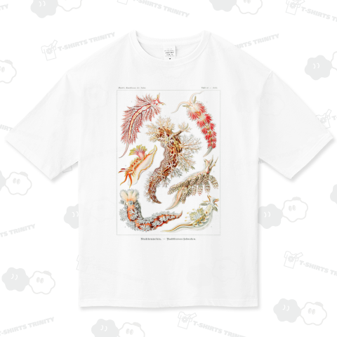 自然の芸術的形態 No.15 ウミウシ Nudibranchia–Nacktkiemen エルンスト・ヘッケル