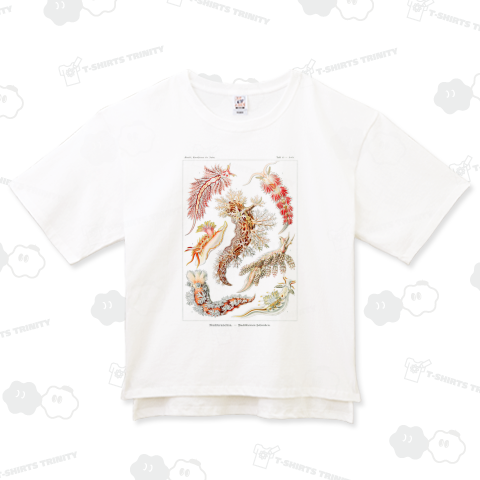 自然の芸術的形態 No.15 ウミウシ Nudibranchia–Nacktkiemen  エルンスト・ヘッケル