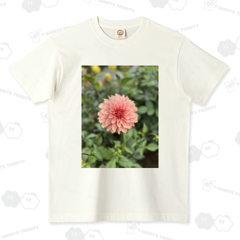 淡いピンクのダリア