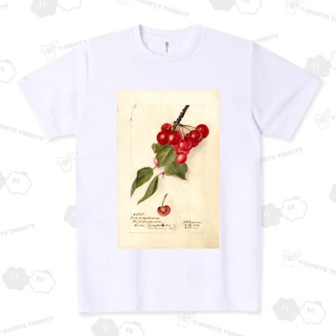 USDA Pomological Watercolors 002